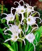 bulbi HYMENOCALLIS FESTALIS   6 ron /buc