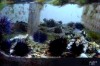 Arici de mare
