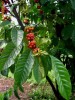 seminte rubarbra / arbore de cafea /alune de pamant / scorzonera
