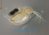 hrana pesti acvariu daphnia