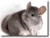 Sinsila chinchilla cincila PET, Livrare GRATIS / tara cost