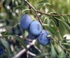 TUICA/PALINCA DE PRUNE, 53 GRADE, INTOARSA, 100% NATURALA, VECHE DE  8 ANI.