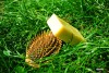 Shampoo bar - Sampon solid natural (organic, bio - la rece) cu urzica si musetel