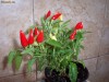 Seminte chili ( ardei iute ) decorativ -soi pretios, pentru cunoscatori
