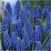 Muscari Armeniacum  20 bulbi = 4 Ron