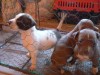 vand pui pitbull linie game