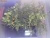 lamai ornamental cu fructe multe