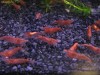 Pachet creveti red cherry si plante