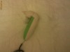 ASPIRATOR NAZAL PETIT TERRAILLON