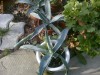 Agave