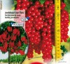 COACAZ ROSU, (Tufa, cu Ciorchini, sau cu Trunchi inalt) - STOC TERMINAT !!! - COMENZI de la 1-Septembrie-2012