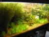 Super pachet -plante,pesti+ bonus