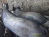 Vand porci rasa