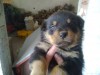 pui  rotweiler