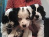 3 pui de cocker cu bichon 2 baieti si o fata