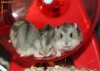 VAND HAMSTERI PITICI RUSESTI OFERTA SPECIALA
