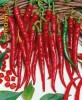 Seminte ardei iute chilli Seminte ardei iute chilli