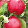 Pomi fructiferi - Mar ( Florina )