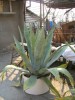 Plante Agave Americana
