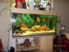 VAND ACVARIU 200L