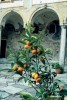 KUMQUAT sau Portocal Japonez - (copacel de 80 cm cu fructe)