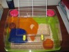 Cusca / Colivie / Hamster / Hamsteri / Rozatoare