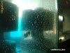 Cultura vie daphnia moina hrana vie pesti