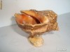 Suport bijuterii, chei, diverse,din melc natural Rapana, hand made