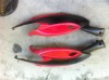 Carene Spate Gilera Stalker