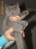 PUIUTI BRITISH SHORTHAIR BLUE