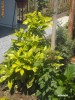 AUCUBA JAPONICA