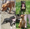Pui pitbull Bucuresti