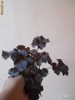 HEUCHERA AMERICANA,,MELTING FIRE''