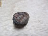 Trilobit din Devonian