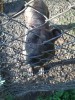 Pitbull mascul
