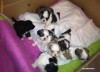 Pui de Shih Tzu irezistibili, cu vaccin si carnet de sanatate