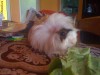 porcusor de guinea