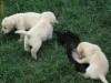 Pui Labrador Retriever