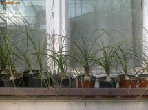 Nolina  (planta butelie) foto