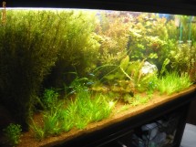 Super pachet -plante,pesti+ bonus