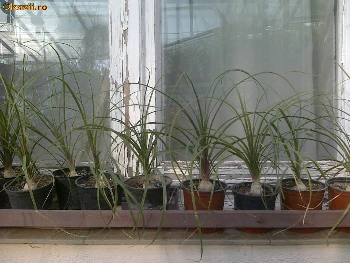 Nolina  (planta butelie) foto mare