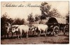 Salutari din Romania - Car cu boi