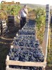 Vin Natural de Vrancea en-gros