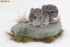 Vand CHINCHILLA in BUCURESTI
