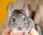 vand pui chinchilla-Ferma chinchilla ! Super afacere $$$