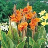 CANNA PRETORIA  Tuberculi Calitatea -I-a cu 6 ron bucata