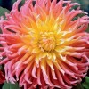 DALIA  STAR   ELITE   ( Gherghine )  Tuberculi Calitatea -I-a cu 6 ron bucata