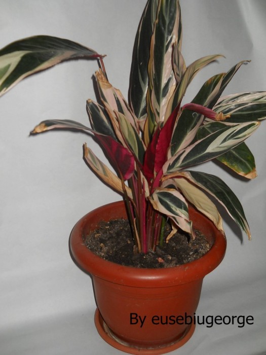 Plante de apartament ( Calathea ) foto mare Plante de apartament ( Calathea ) foto mare