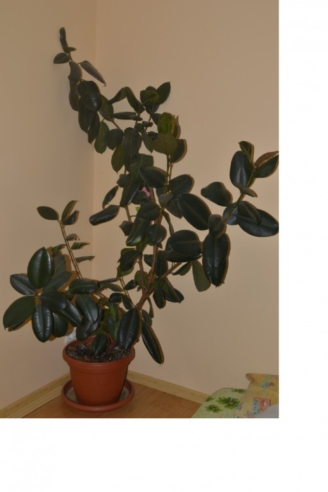FICUS ramificat, de 5 ani, inaltime 2m, pret BOMBA!!! foto mare FICUS ramificat, de 5 ani, inaltime 2m, pret BOMBA!!! foto mare